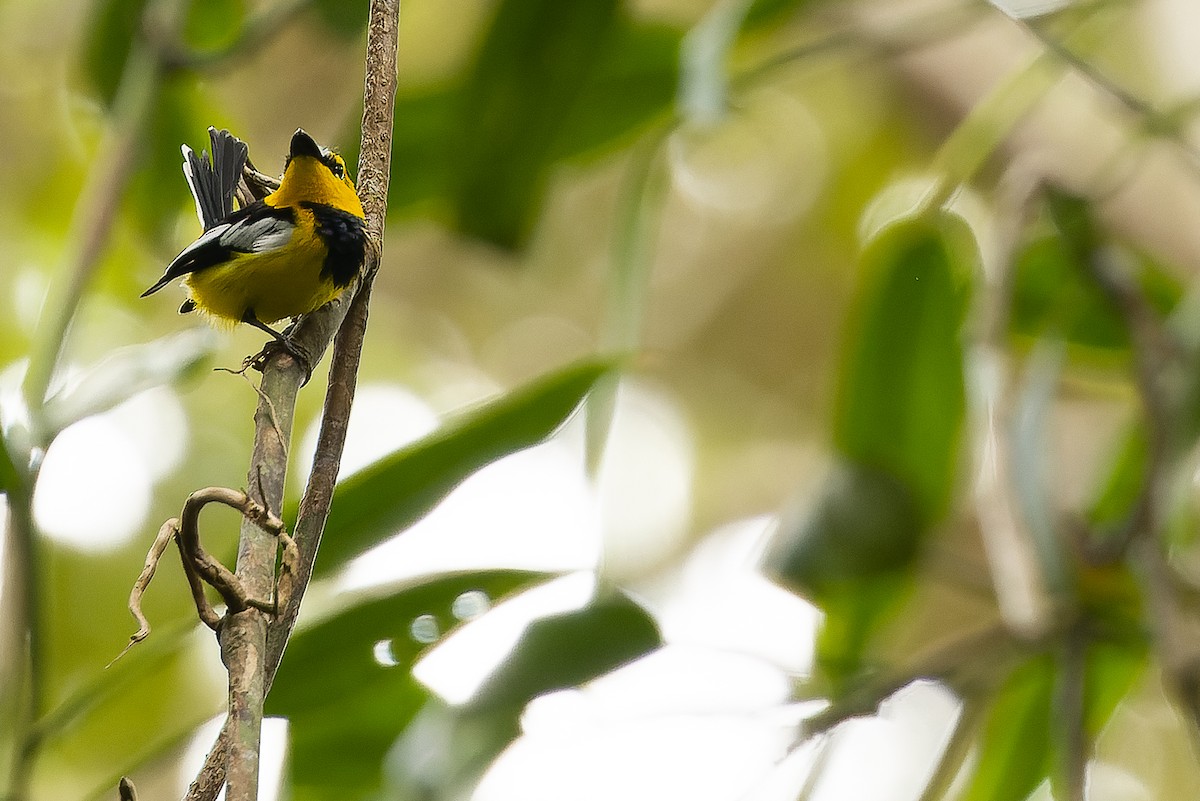 Black-breasted Boatbill - ML616579045