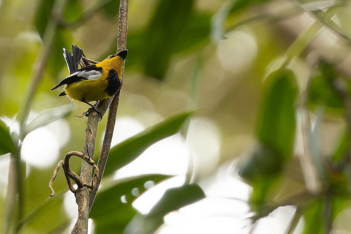 Black-breasted Boatbill - Joachim Bertrands