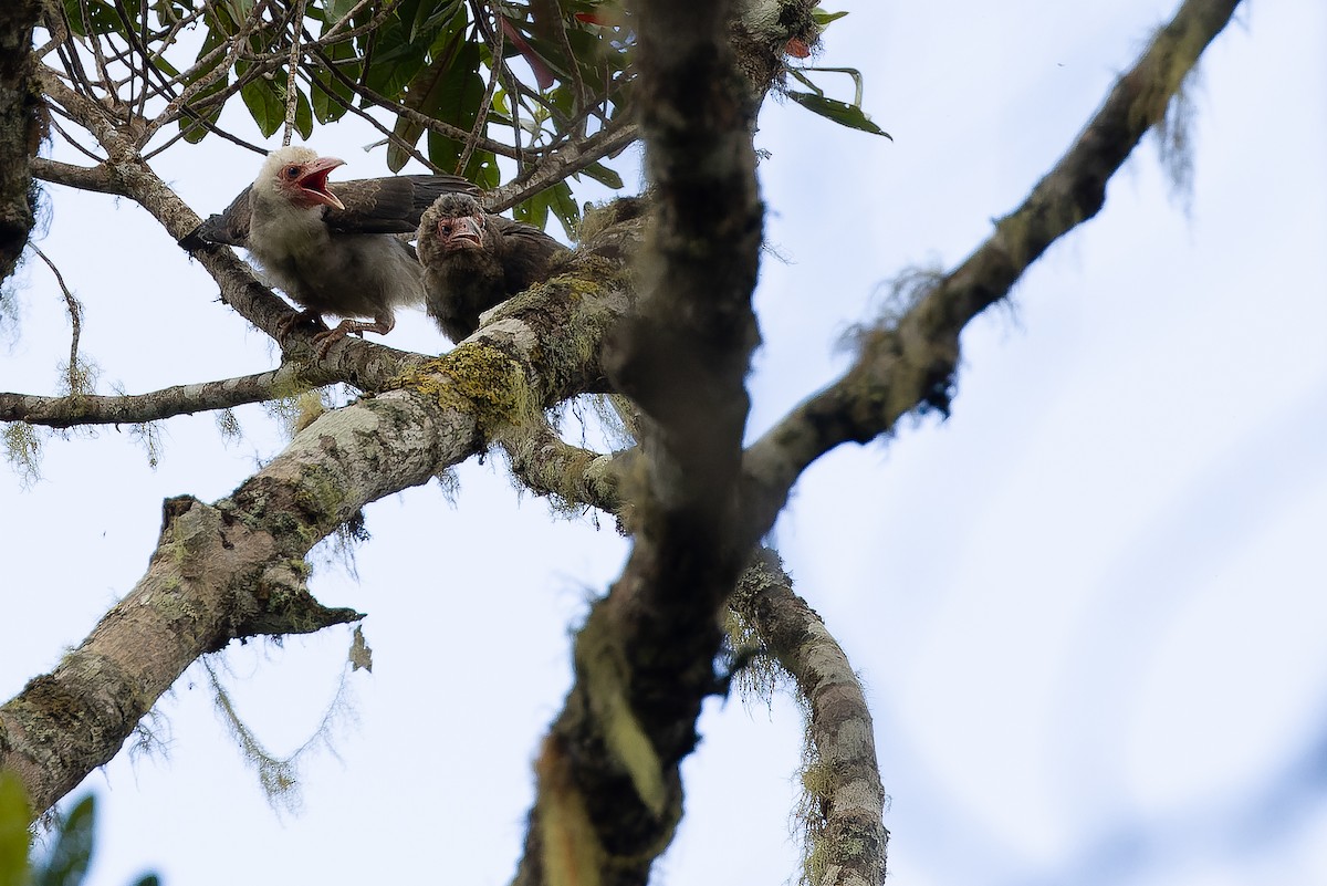 Gray Crow - Joachim Bertrands