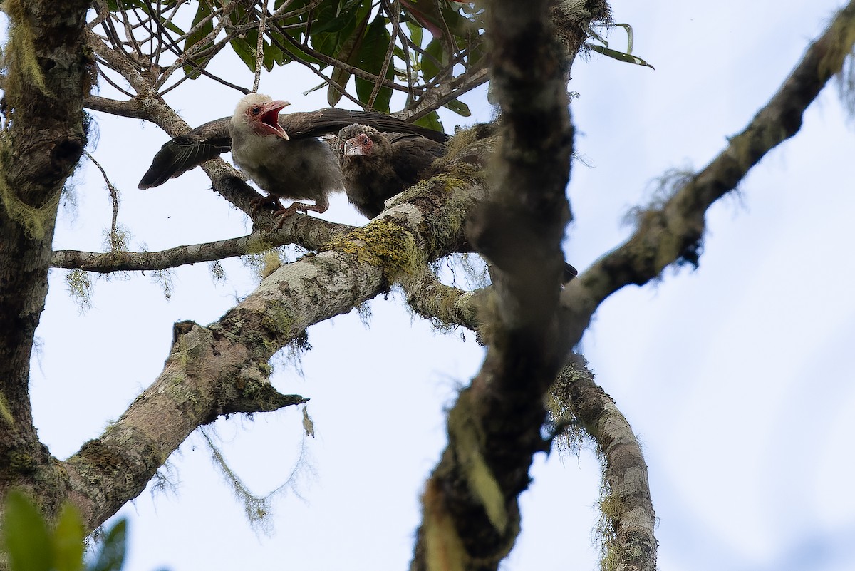 Gray Crow - ML616579063