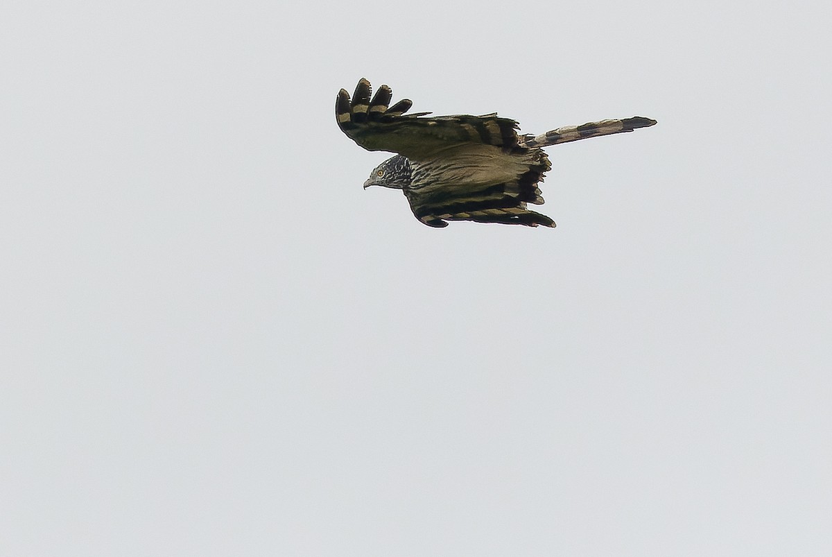 Long-tailed Honey-buzzard - ML616579071