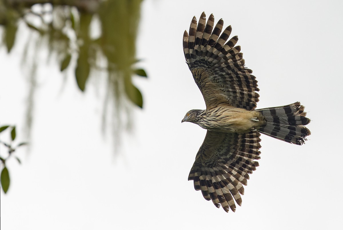 Long-tailed Honey-buzzard - ML616579084