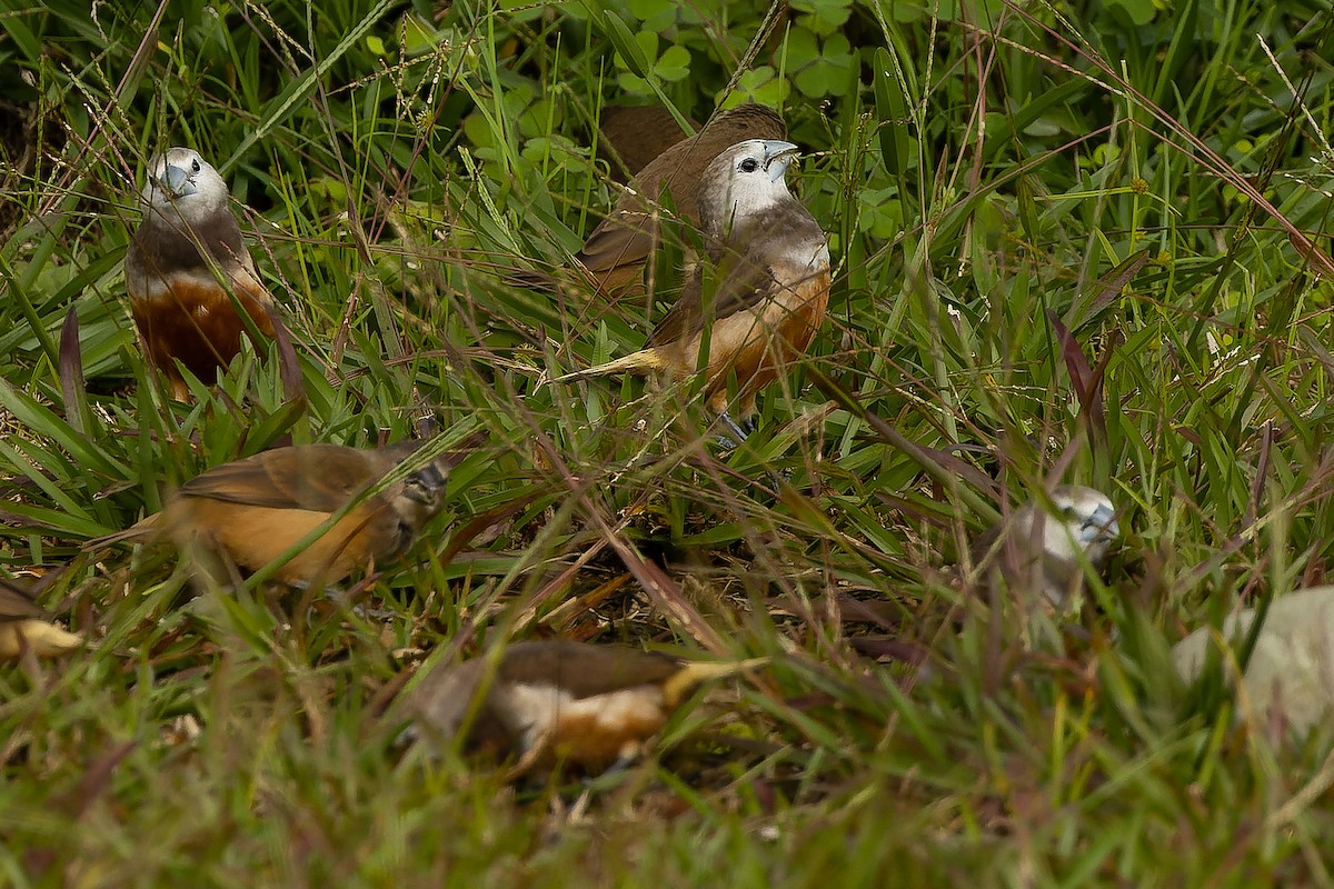 Gray-banded Munia - ML616579091