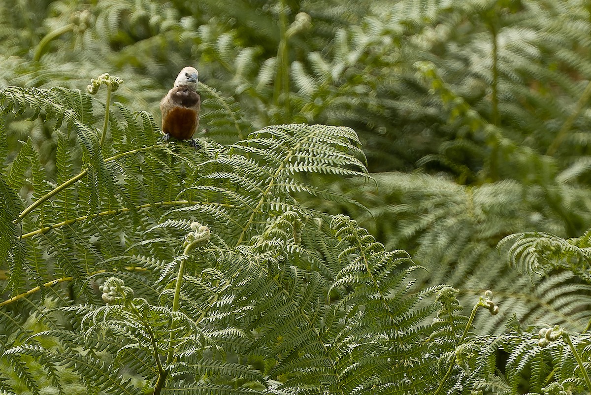 Gray-banded Munia - ML616579094