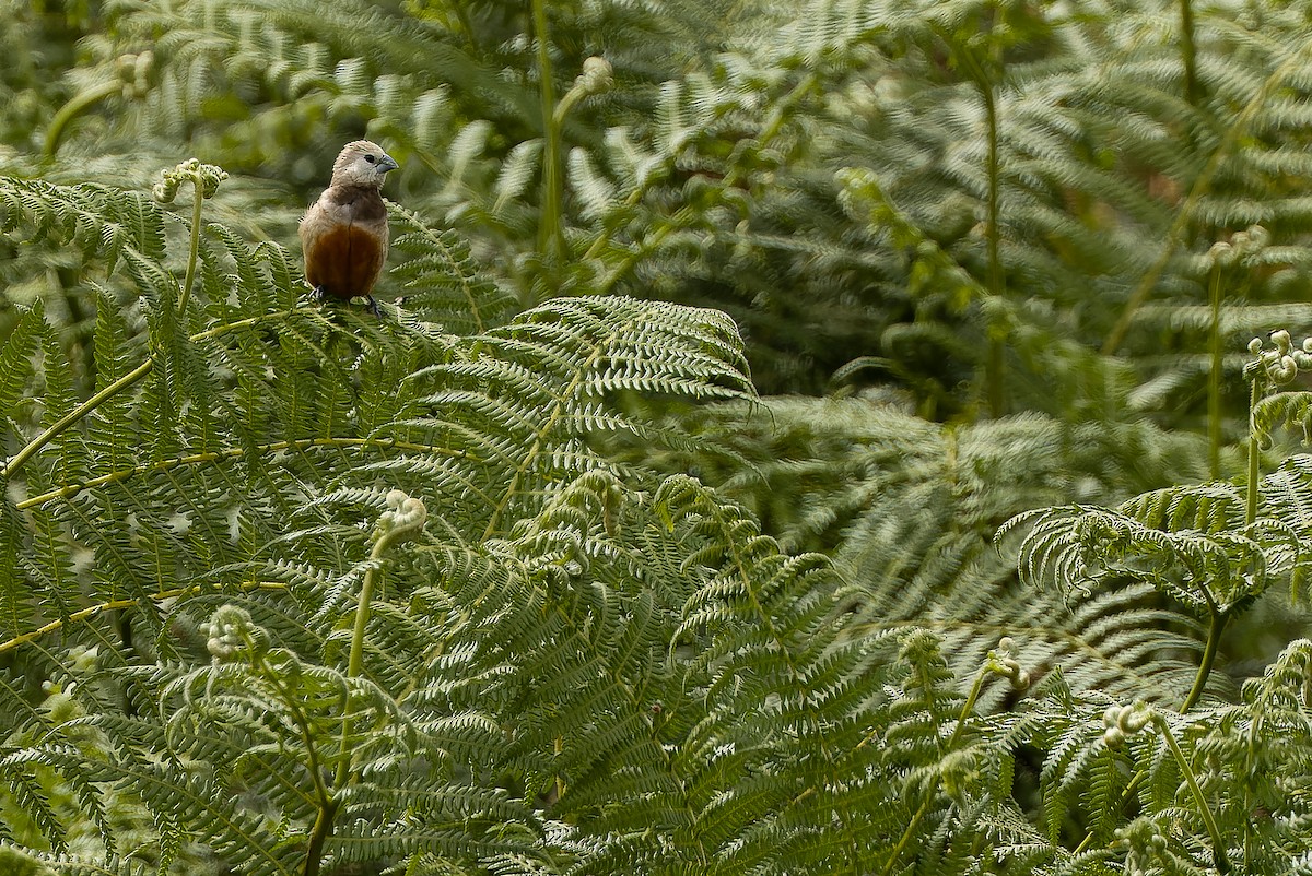 Gray-banded Munia - ML616579096