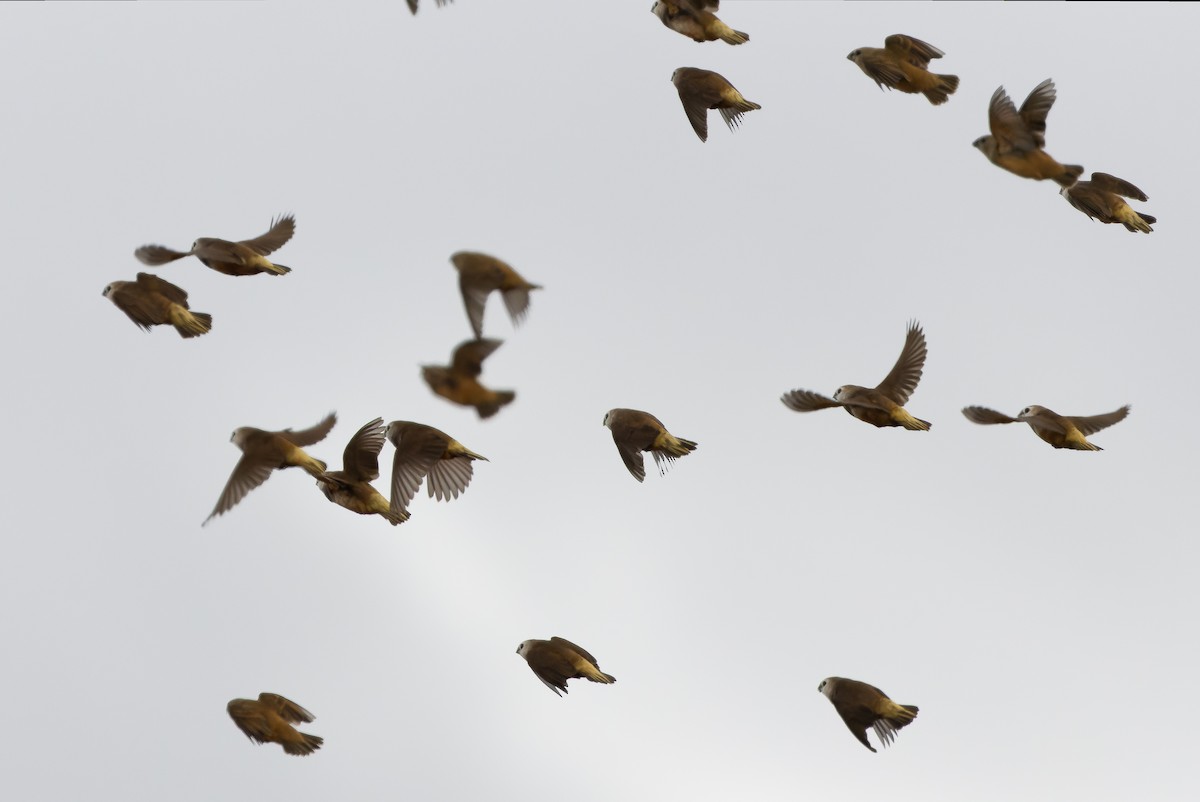 Gray-banded Munia - Joachim Bertrands