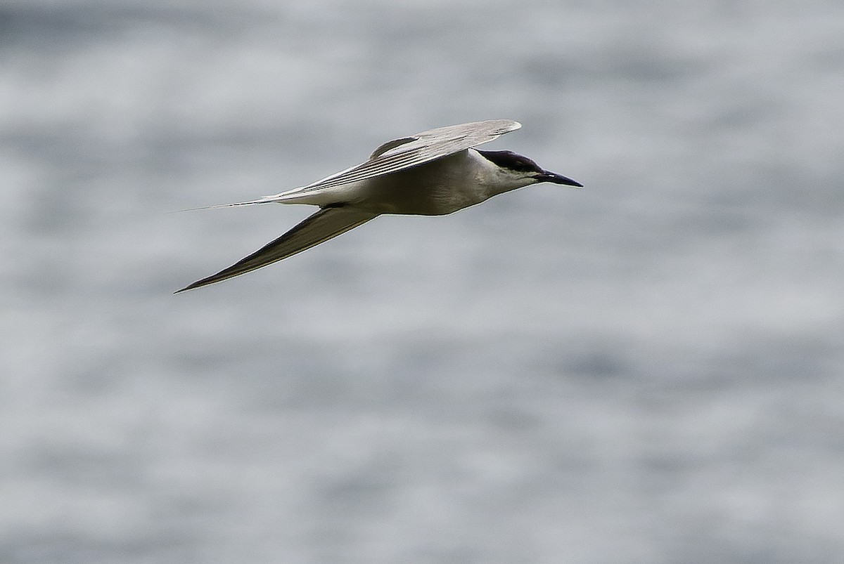 rybák obecný (ssp. longipennis) - ML616579110