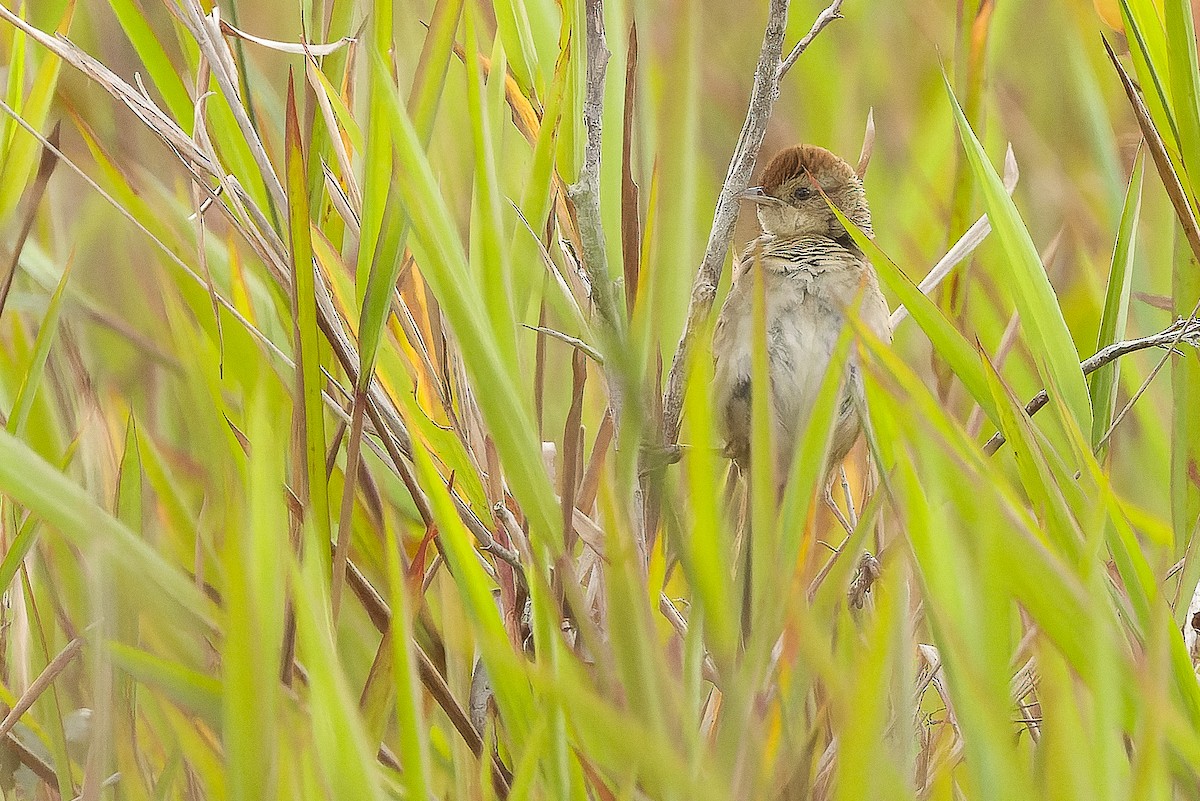 Papuan Grassbird - ML616579123