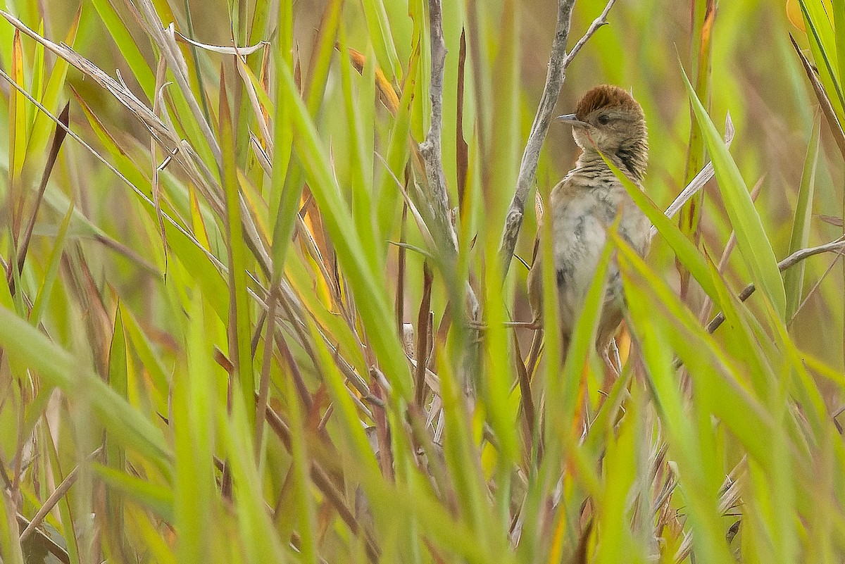 Papuan Grassbird - ML616579124