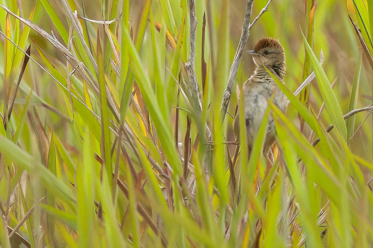 Yerbera Papú - ML616579124