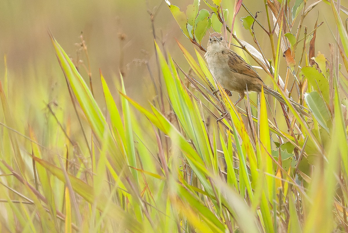 Papuan Grassbird - ML616579125