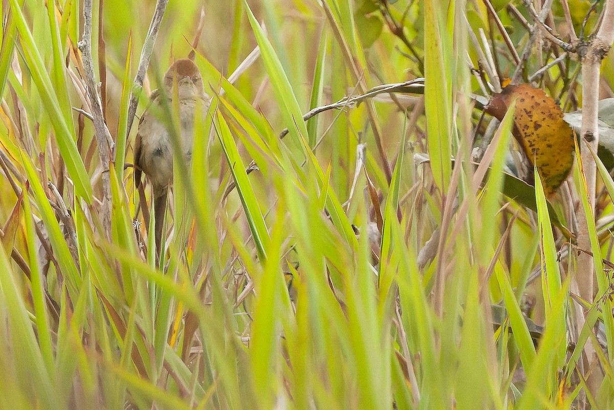 Papuan Grassbird - Joachim Bertrands