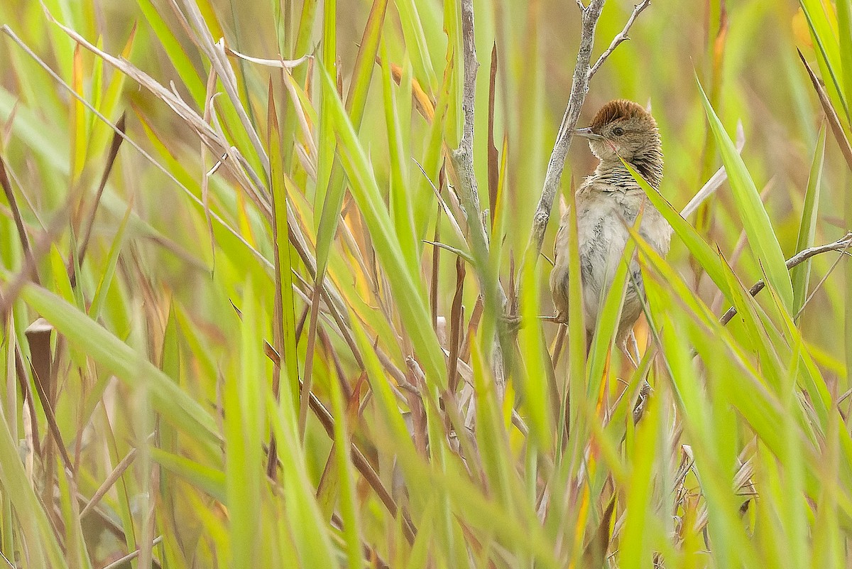 Papuan Grassbird - ML616579127