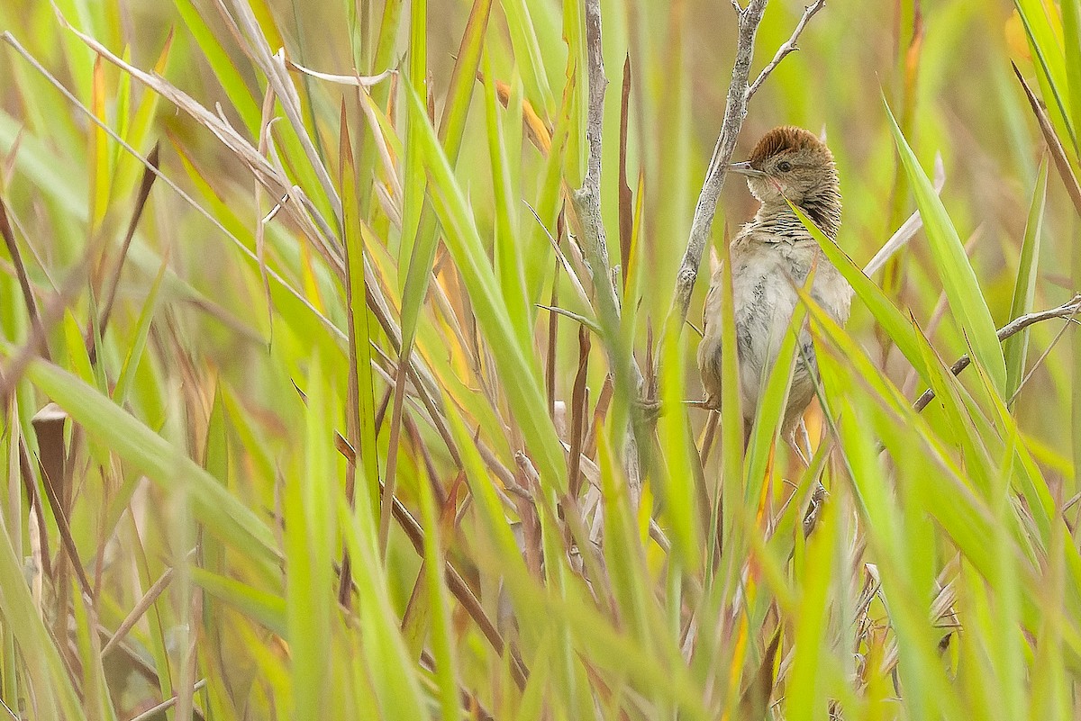 Yerbera Papú - ML616579127