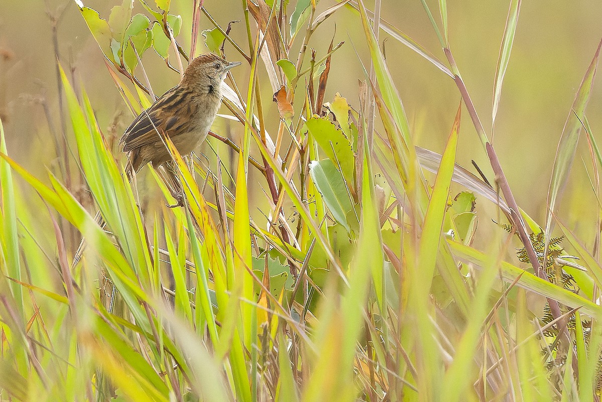 Papuan Grassbird - ML616579128