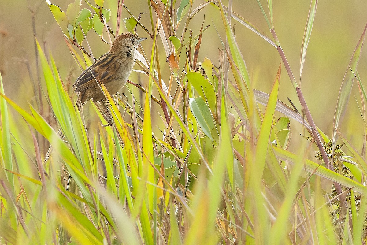 Yerbera Papú - ML616579128