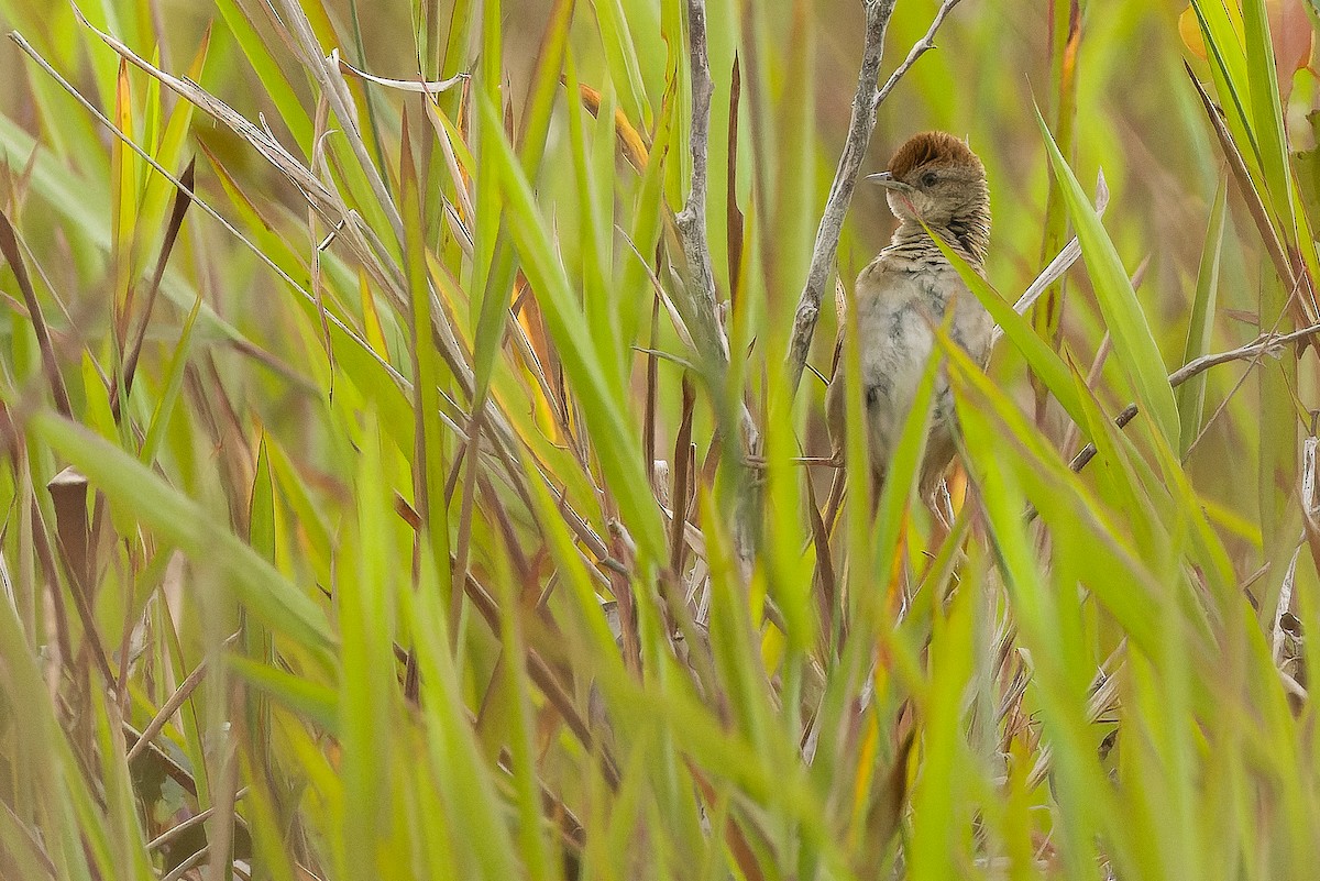 Papuan Grassbird - ML616579129