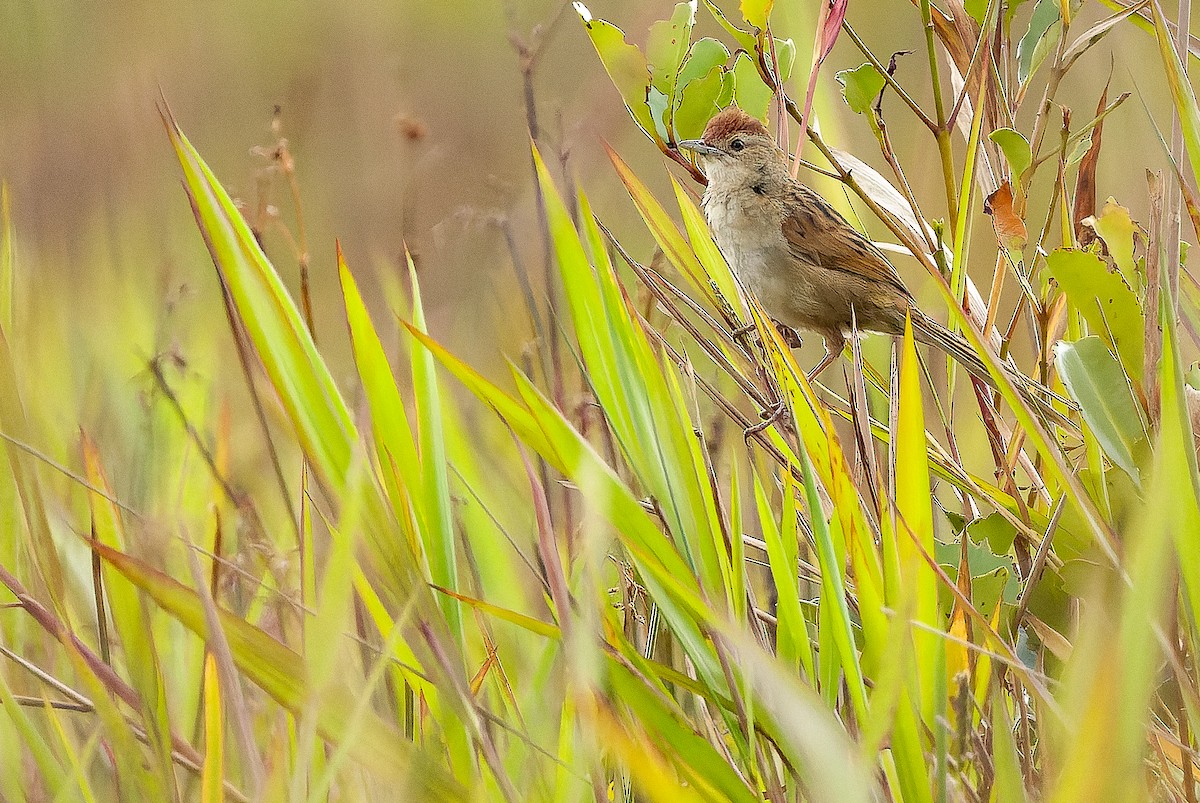 Papuan Grassbird - ML616579130