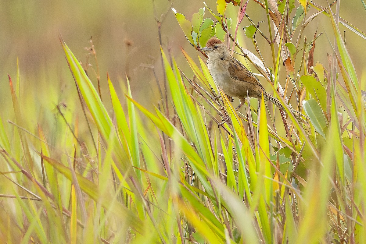 Papuan Grassbird - ML616579131