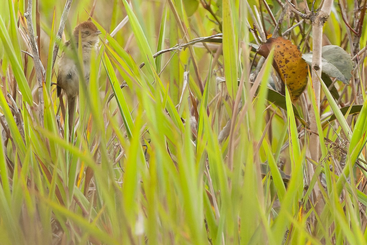 Papuan Grassbird - ML616579132