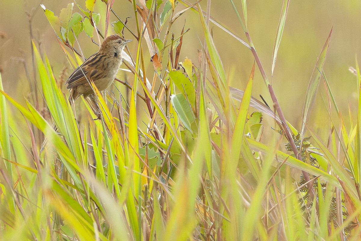 Papuan Grassbird - ML616579133