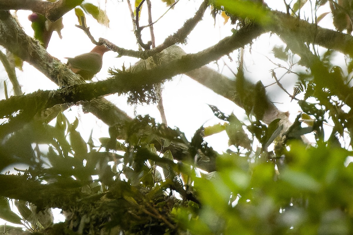 Black-billed Cuckoo-Dove - ML616579191