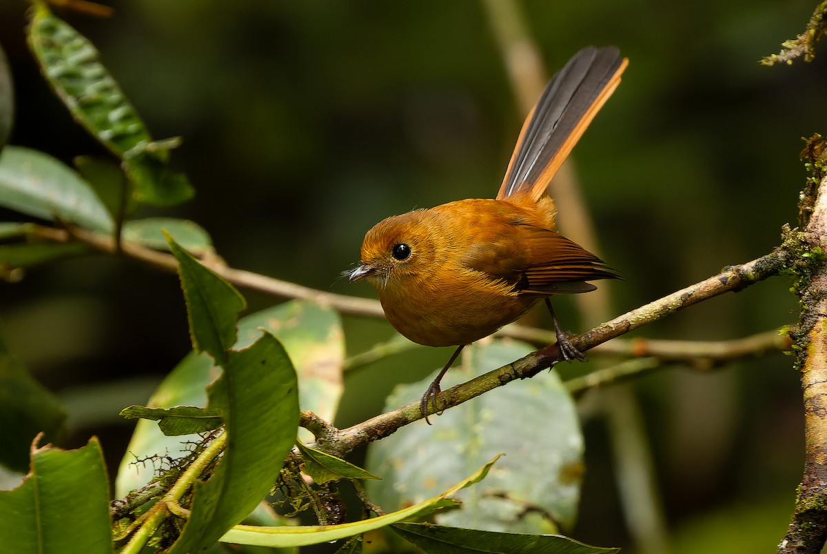 Black Fantail - ML616579196