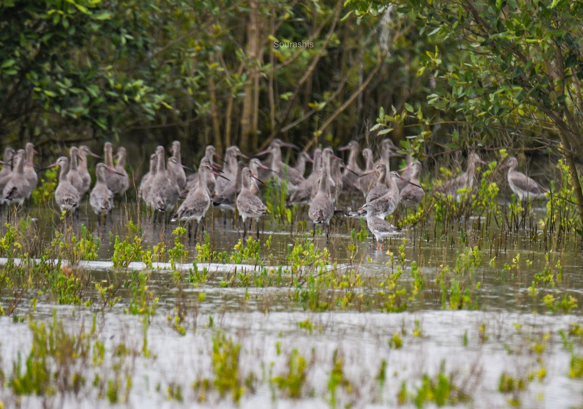 Black-tailed Godwit - ML616579205