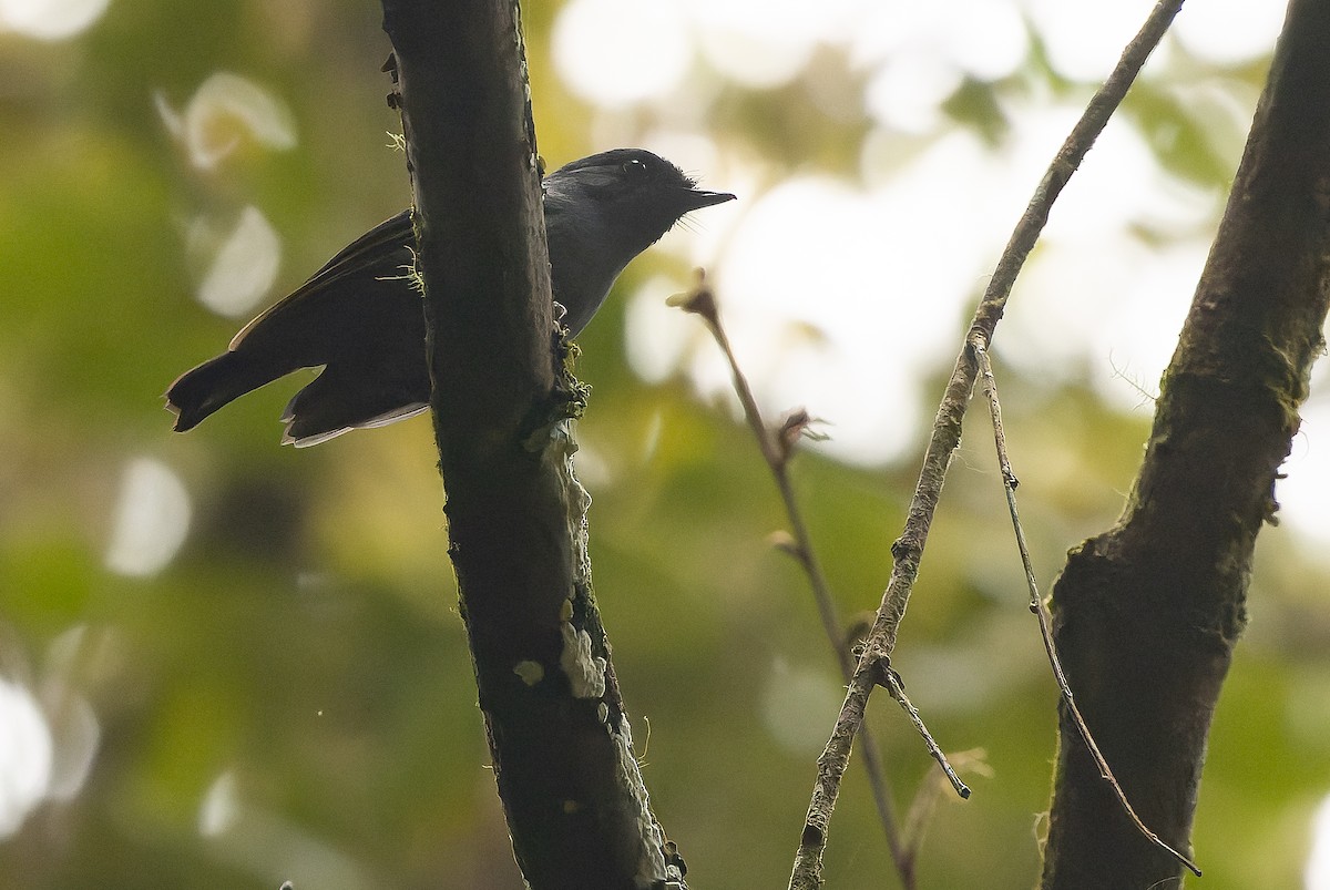 Blue-gray Robin - ML616579208