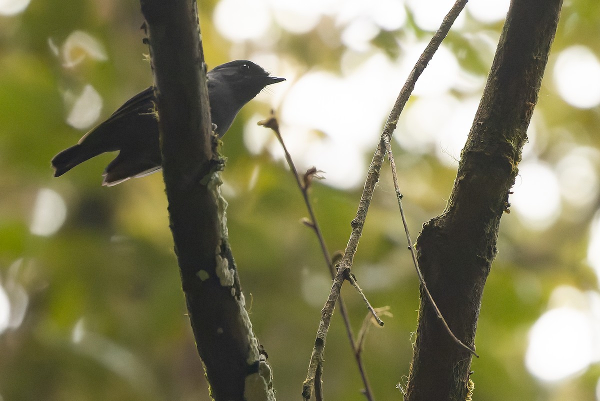 Blue-gray Robin - ML616579209