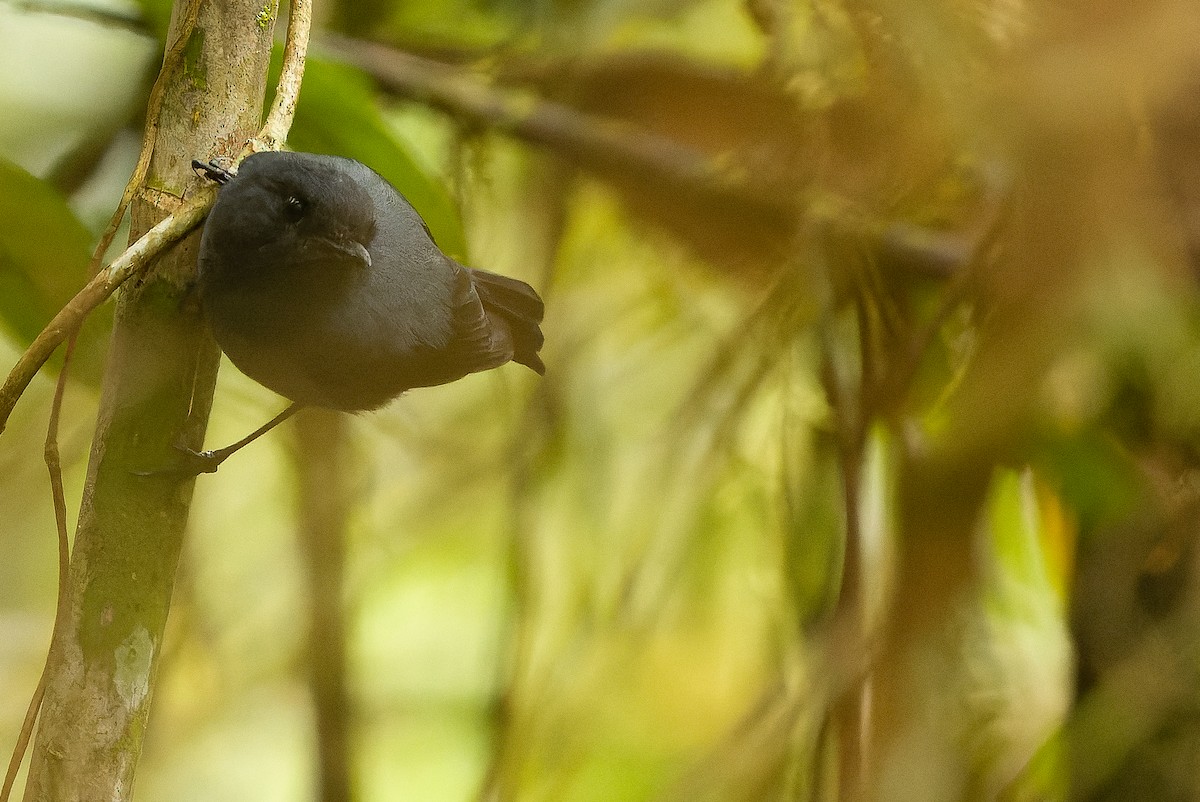 Blue-gray Robin - ML616579211