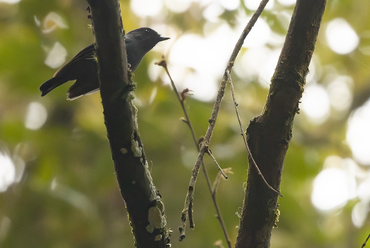 Blue-gray Robin - ML616579212