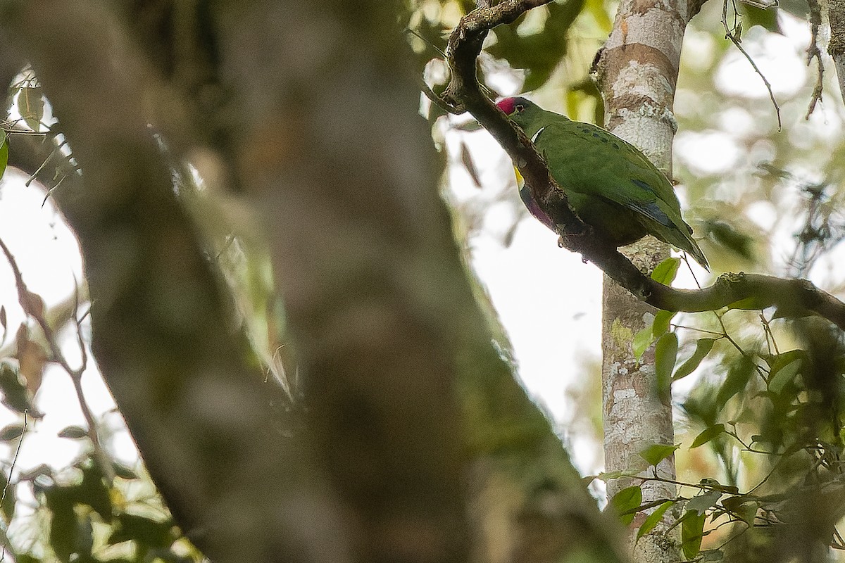 White-breasted Fruit-Dove - ML616579219