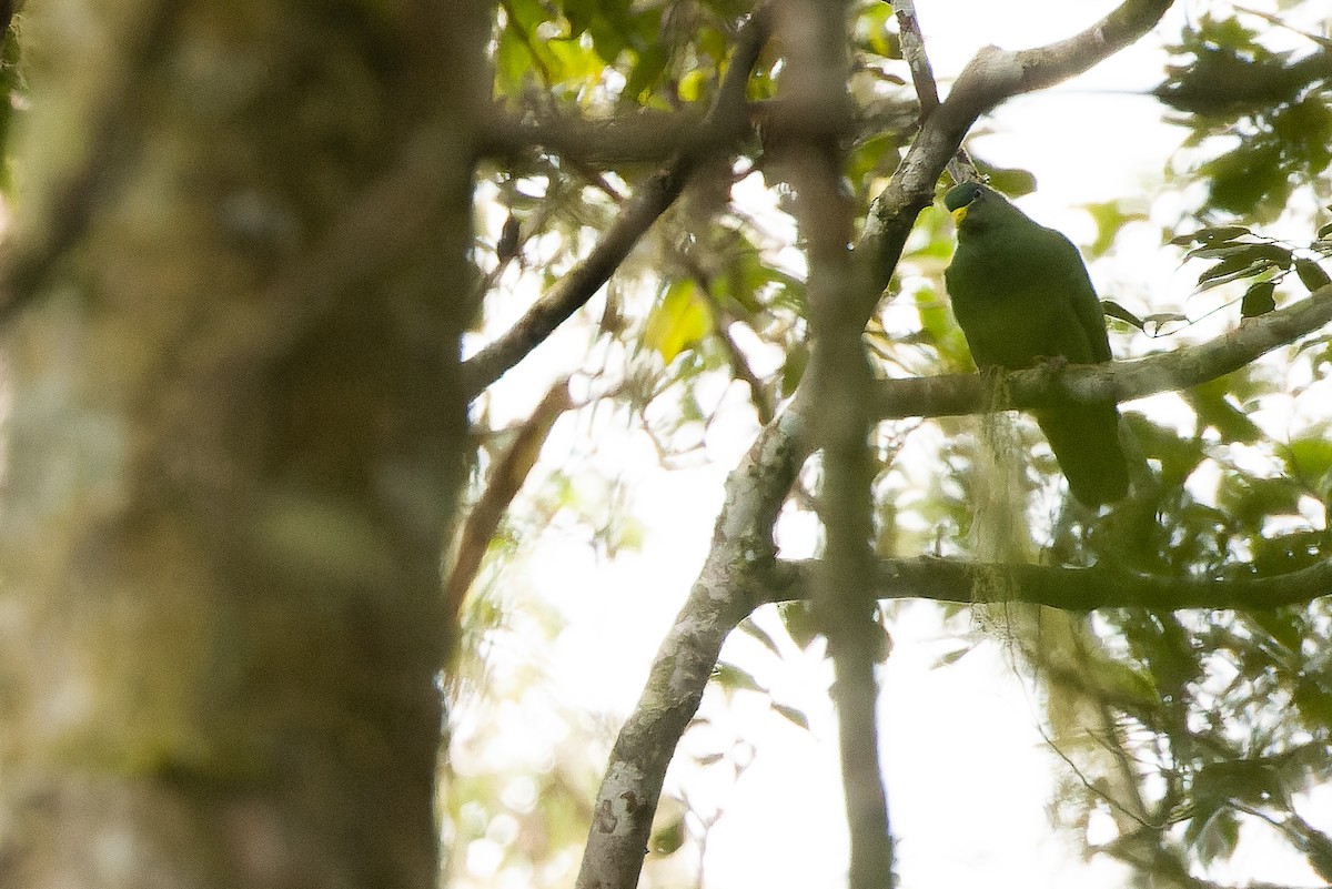 White-breasted Fruit-Dove - ML616579223