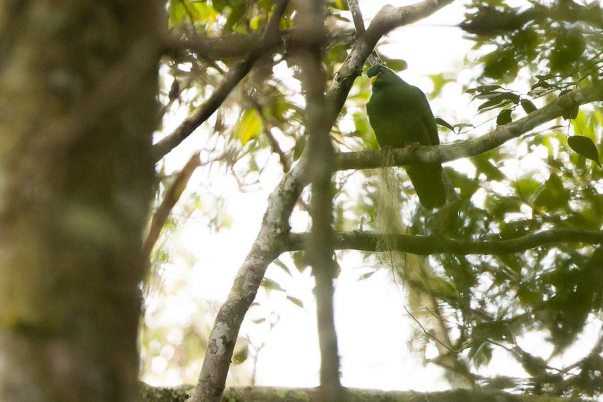 White-breasted Fruit-Dove - Joachim Bertrands