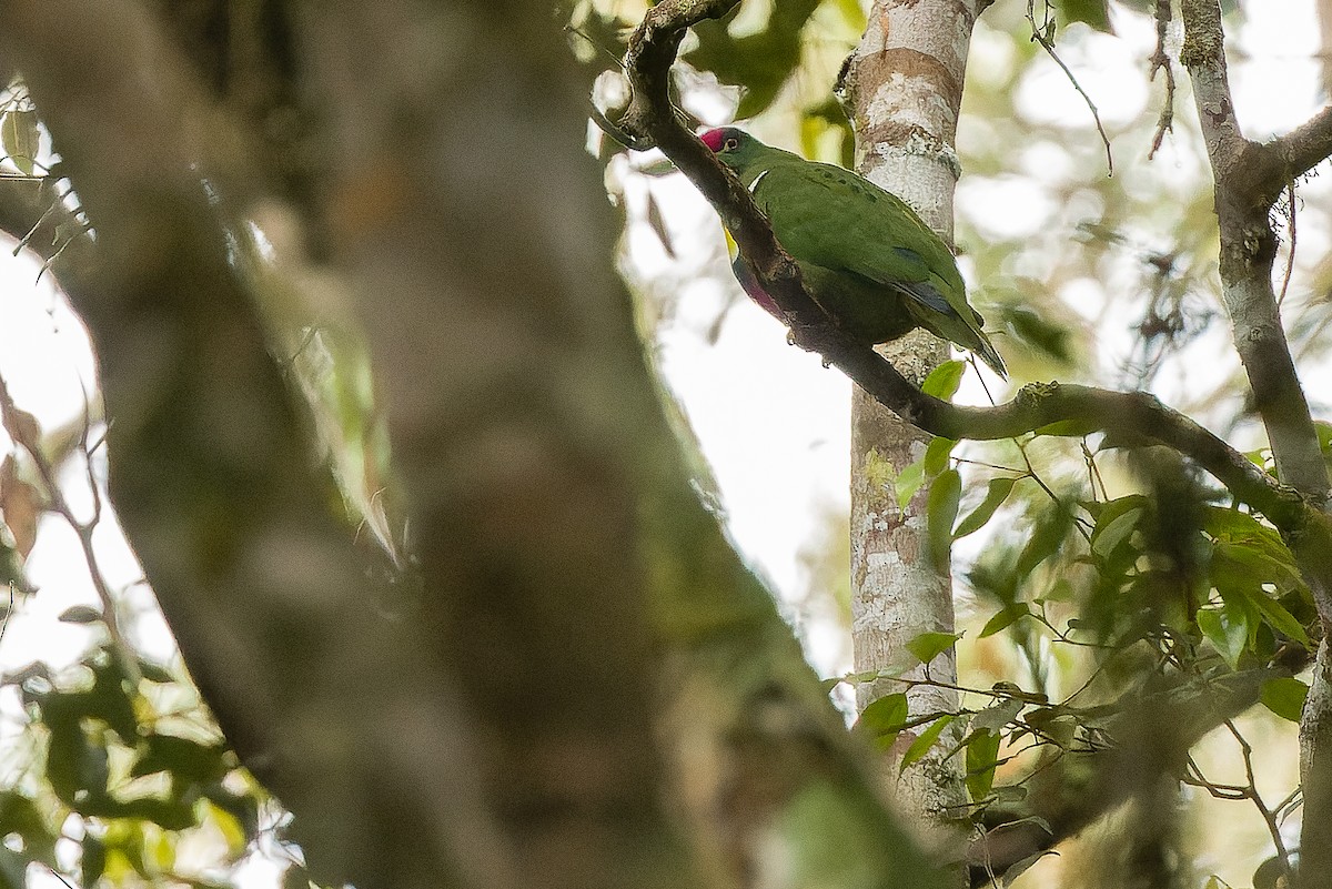 White-breasted Fruit-Dove - ML616579226