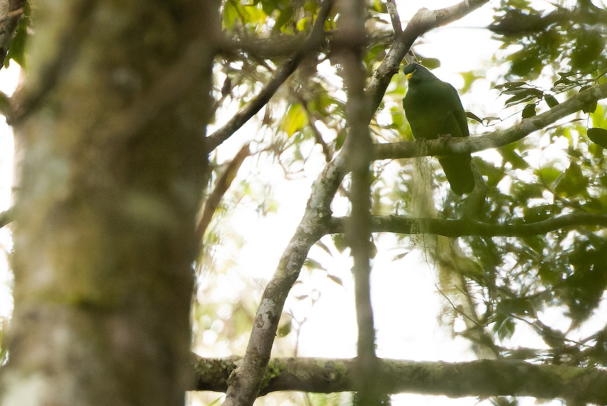 White-breasted Fruit-Dove - ML616579227