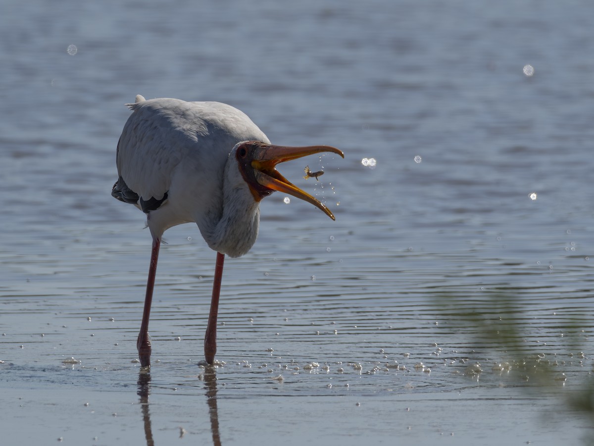 Yellow-billed Stork - ML616579278