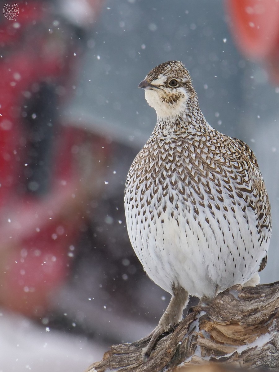 Sharp-tailed Grouse - ML616579293