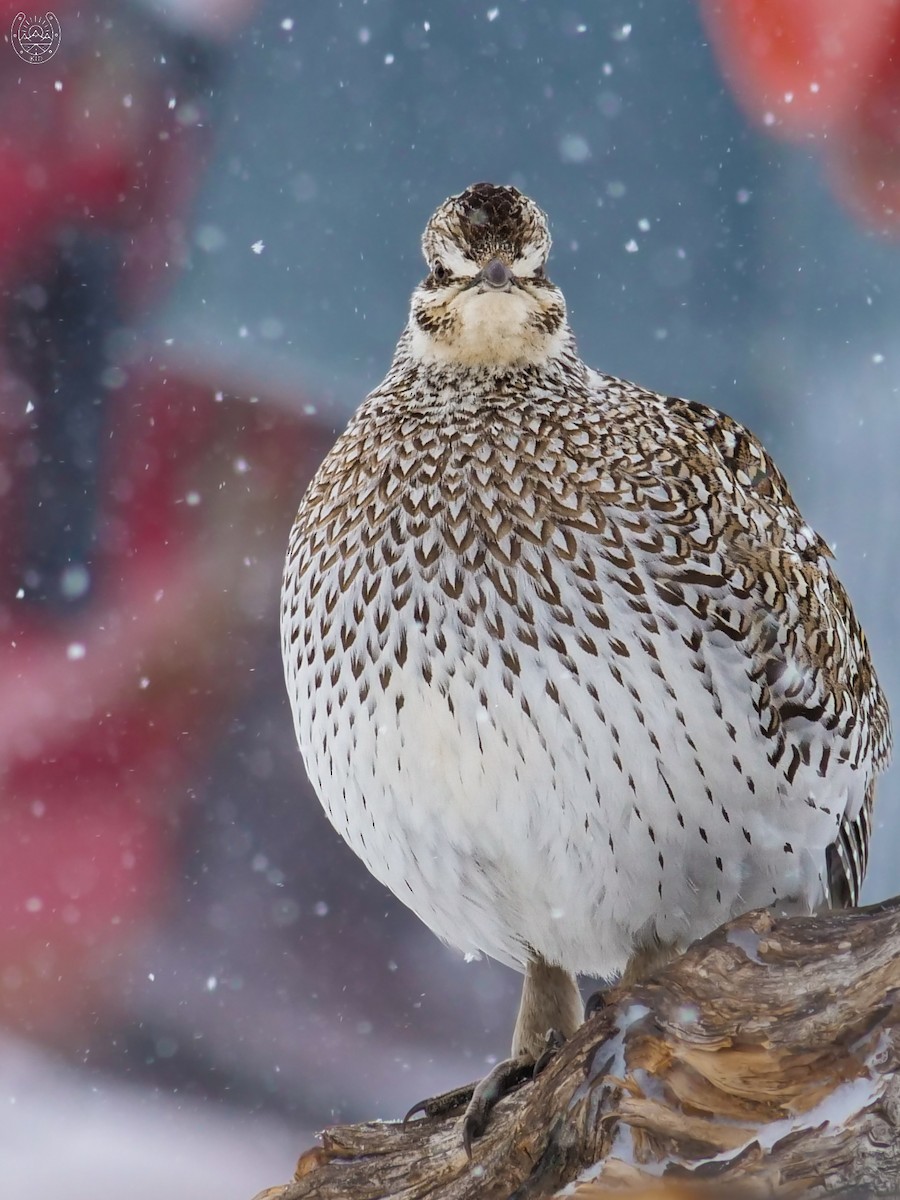 Sharp-tailed Grouse - ML616579295