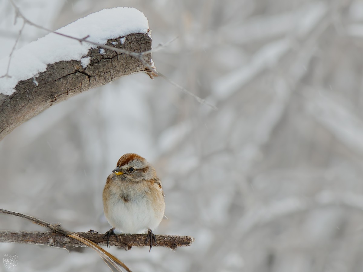 American Tree Sparrow - ML616579328