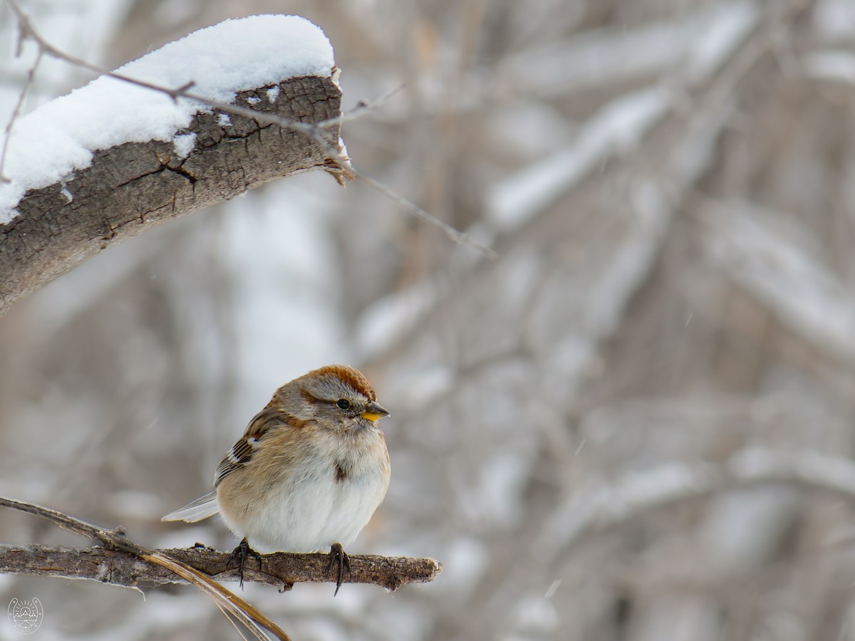 American Tree Sparrow - ML616579329