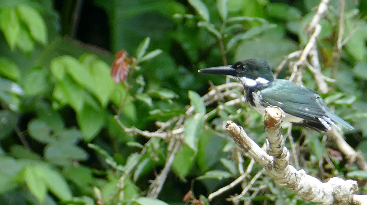 Amazon Kingfisher - Pierre Bonmariage