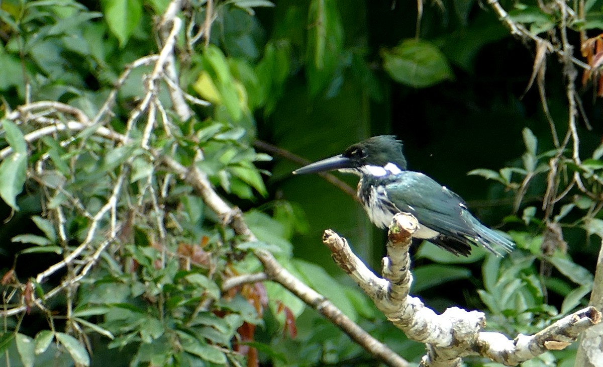 Amazon Kingfisher - Pierre Bonmariage
