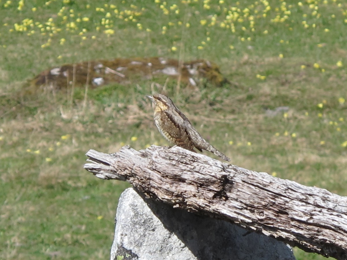 Eurasian Wryneck - Javier Morala/MCBirding.com