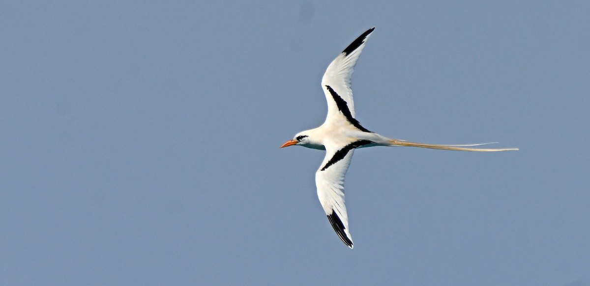 White-tailed Tropicbird - ML616579404