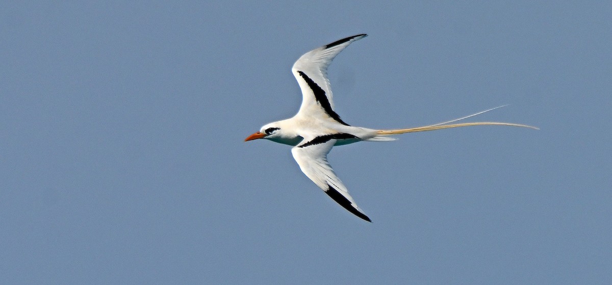 White-tailed Tropicbird - ML616579405