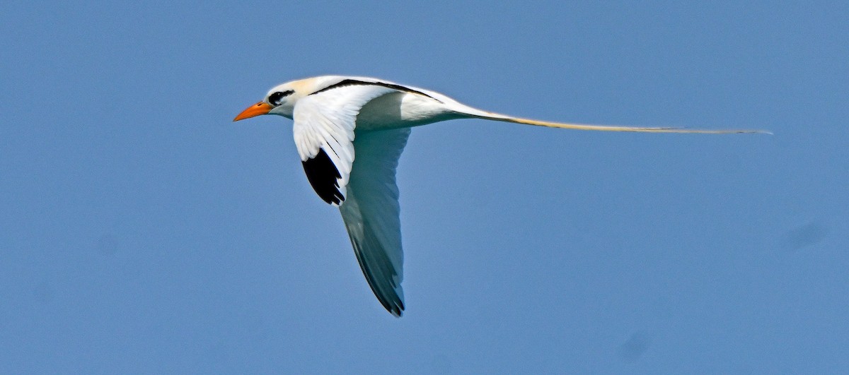 White-tailed Tropicbird - ML616579406