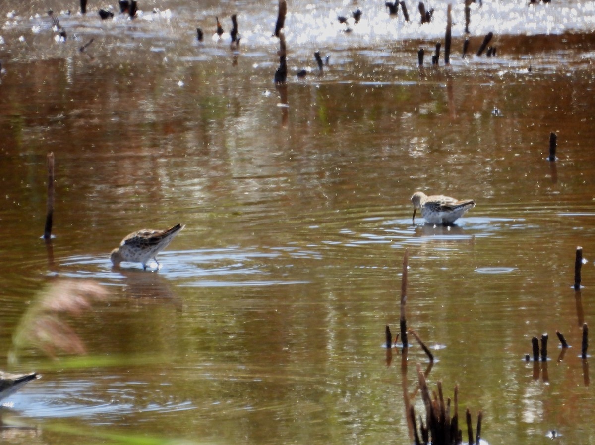 Sharp-tailed Sandpiper - ML616579424