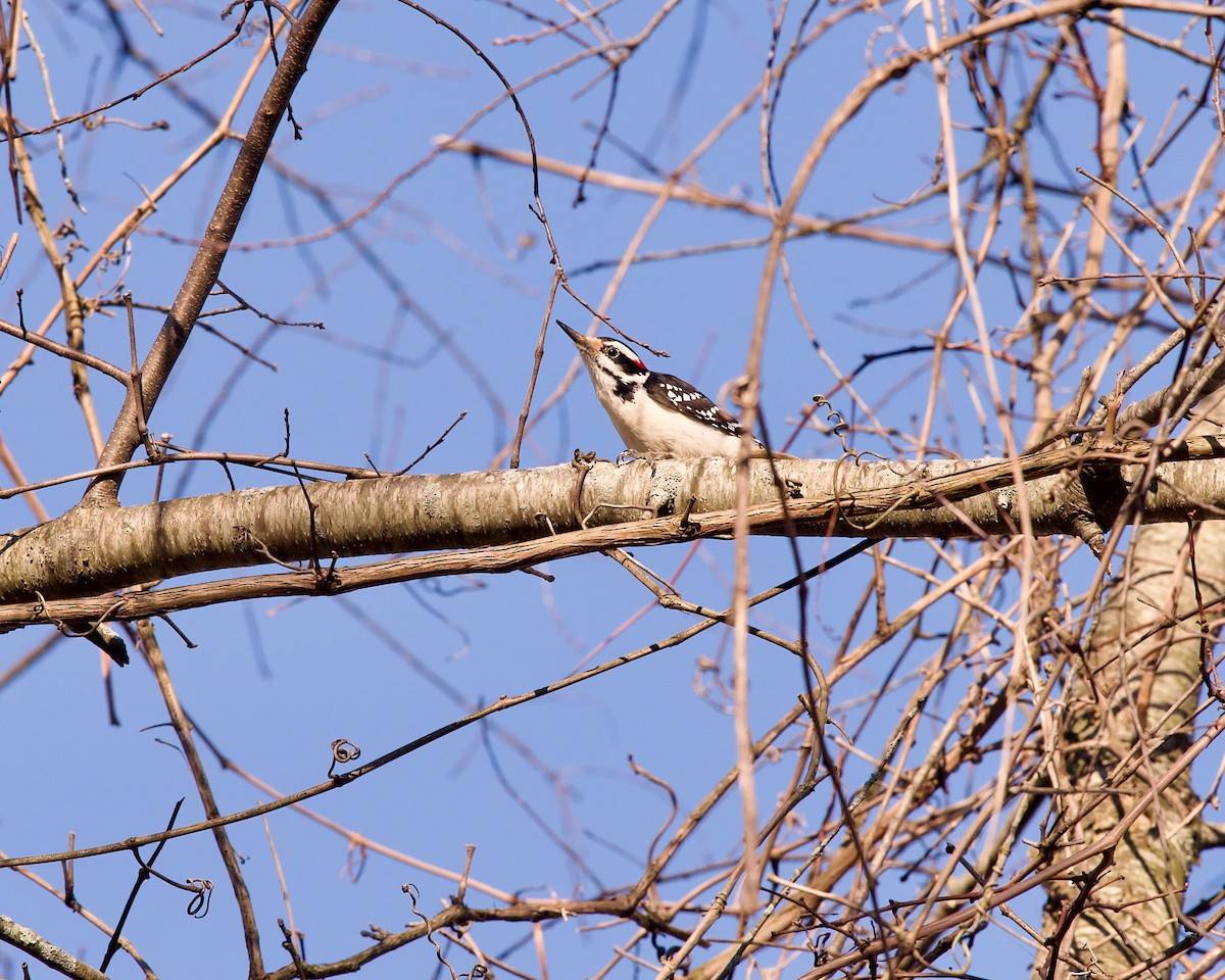 Hairy Woodpecker - ML616579445